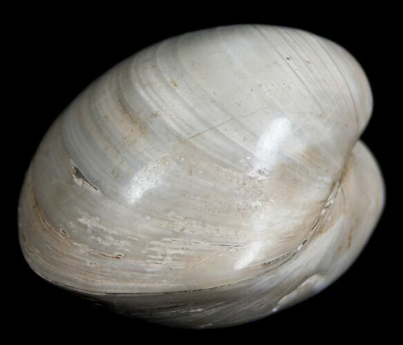 Polished Fossil Clam - Small Size #5280